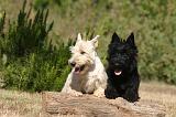 SCOTTISH TERRIER 224